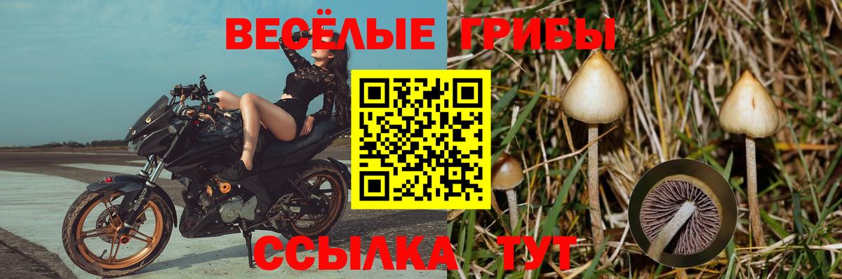 Галлюциногенные грибы прущие грибы Малгобек